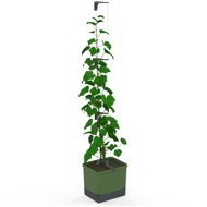 Gusta Garden CURT CUCUMBER self-watering, green - Flower Box