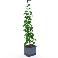 Gusta Garden CURT CUCUMBER self-watering, blue - Flower Box