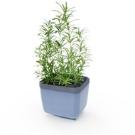Gusta Garden HERBS BUDDY self-watering, blue - Flower Box