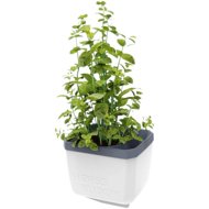 Gusta Garden HERBS BUDDY self-watering, white - Flower Box