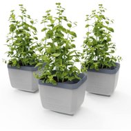 Gusta Garden HERBS BUDDY self-watering, light grey, 3 pcs - Flower Box