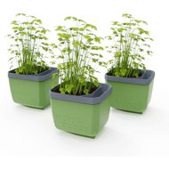 Gusta Garden HERBS BUDDY self-watering, green, 3 pcs - Flower Box