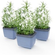 Gusta Garden HERBS BUDDY self-watering, blue, 3 pcs - Flower Box