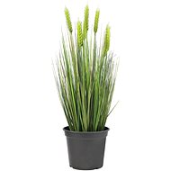 Green wheat in pot, 60 cm - Artificial Grass