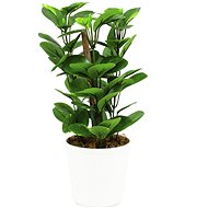 Green leaves in ceramic pot, 30 cm - Artificial Flower