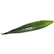 Aloe list zelený, 60 cm - Umělá květina