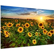 LIOX Sunflower field, 150 × 100 cm - Painting