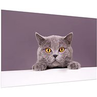 LIOX Painting grey cat, 100 × 65 cm - Painting