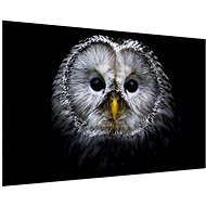 LIOX Owl on black background, 120 × 80 cm - Painting