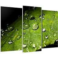 LIOX Macro painting drops on leaves, 75 × 50 cm, three-part - Painting