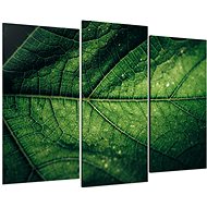 LIOX Image detail of leaf structure, 75 × 50 cm, three-piece - Painting