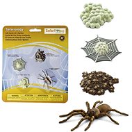 Safari Ltd. Life cycle - spider - Anatomy Model