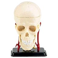  X-ray 02102 - Model of a human skull  - Anatomy Model