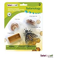 Safari Ltd. Life Cycle - Bee - Anatomy Model