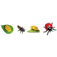 Safari Ltd. Life Cycle - Ladybug - Anatomy Model