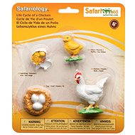 Safari Ltd. Life Cycle - Chicken - Anatomy Model