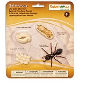 Safari Ltd. Life Cycle - Ant - Anatomy Model