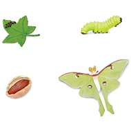Lifecycle - Moth - Anatomy Model