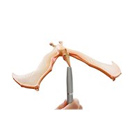 Brainstorm Toys Amazing Balancing Pteranodon - Figure
