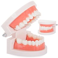 Verk Model of jaw 8 × 6,5 × 5,5 cm - Educational Toy