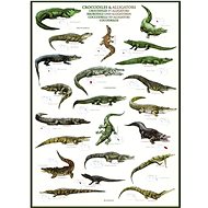 Eurographics Puzzle Crocodiles & Alligators 1000 pieces - Jigsaw Puzzle