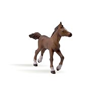 PAPO Angloaraba foal - Figure