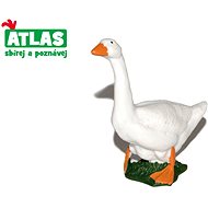 Atlas Husa - Figure