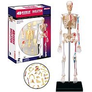 Emberi anatómia - csontváz - Készségfejlesztő játék