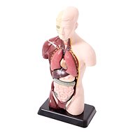 Anatomical Set Small - Educational Set