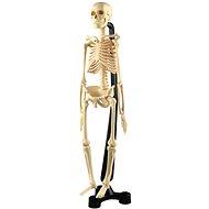 Skeleton Small 46cm - Educational Set