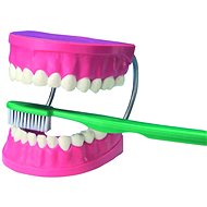 Large model for dental care - Educational Set