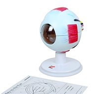 Human Eye - Educational Set