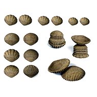 ECO Tactile Shells 36 pcs - Educational Set