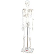 Skeleton in 1/2 scale - Educational Set