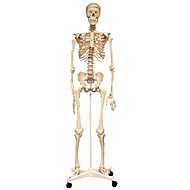 Skeleton in Life Size 160cm - Educational Set