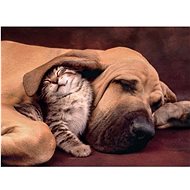 Clementoni Seal Puzzle 500 pieces - Jigsaw Puzzle