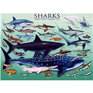Eurographics Puzzle Sharks 1000 pieces - Jigsaw Puzzle