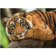 Trefl Tiger Portrait Puzzle 500 pieces - Jigsaw Puzzle