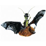 Painting by Numbers - Bat and Grasshopper (Holly Simental), 40x50 cm, stretched canvas on frame - Painting by Numbers