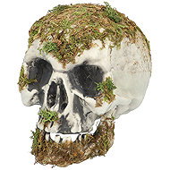 Boland Swamp Skull (14,5 × 12 × 19 cm) - Decoration
