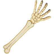 Boland Bone of the hand - Decoration