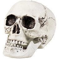 Boland Skull with movable jaw 24 cm - Decoration