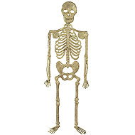 Widmann Skeleton 32 cm - Decoration