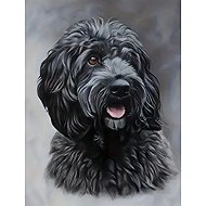 Norimpex Černý Cockapoo 30 × 40 cm - Diamond Painting