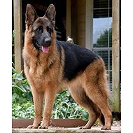 Norimpex German Shepherd 30 × 40 cm - Diamond Painting