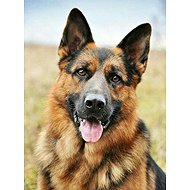 Norimpex German Shepherd 30 × 40 cm - Diamond Painting