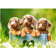 CASTORLAND Puzzle Cute dachshunds 500 pieces - Jigsaw Puzzle