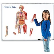 Double-sided magnetic human body - Didactic Toy
