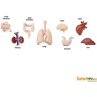 Safari Ltd. Tuba - Human Organs - Figure and Accessory Set