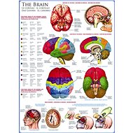 Eurographics Puzzle Brain 1000 pieces - Jigsaw Puzzle